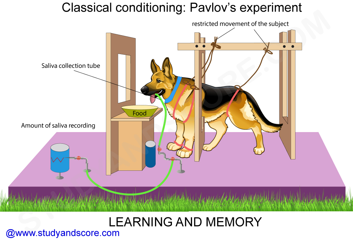 pavlov training