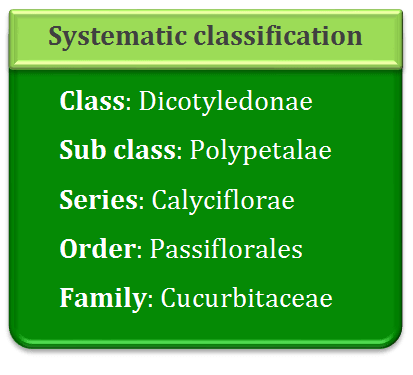 cucurbitaceae family