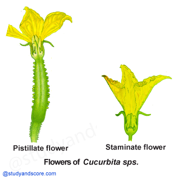 Cucurbitaceae General Characters Distribution Important Plants