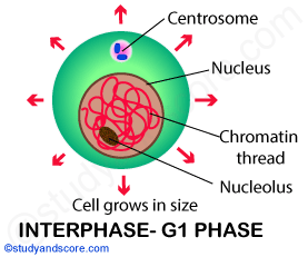interphase meiosis