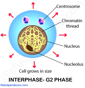 Interphase Labeled Diagram