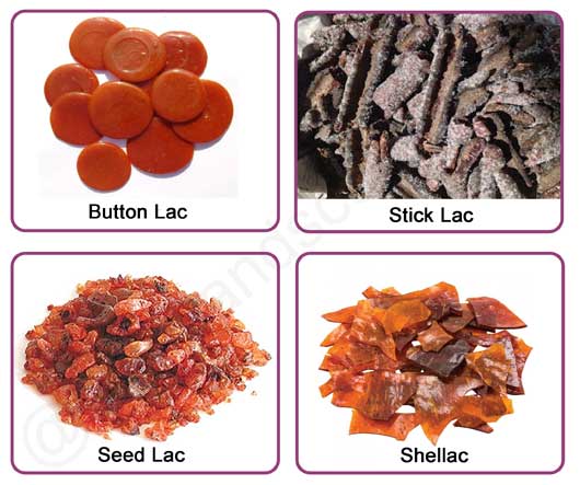 Lac Culture Commercial Cultivation And Processing Of Lac Insect Lac Insect Products And Their Uses Study Score