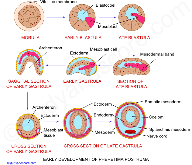 Earthworm: Reproductive system and Reproduction | Study&Score