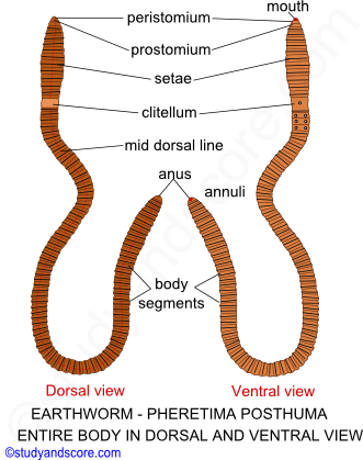Earthworm General Characters External Morphology Setae