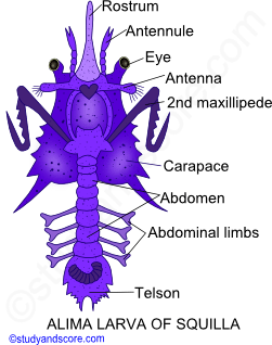 Phylum Arthropoda: Larval forms in Crustaceae | Study&Score