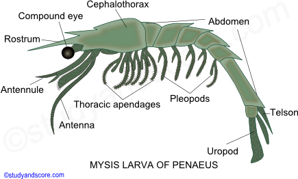 Phylum Arthropoda Larval Forms In Crustaceae Study Score