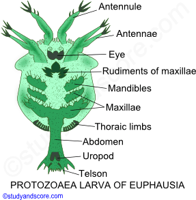 Phylum Arthropoda Larval Forms In Crustaceae Study Score