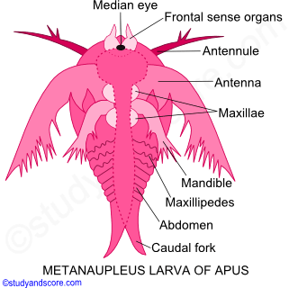 Phylum Arthropoda Larval Forms In Crustaceae Study Score