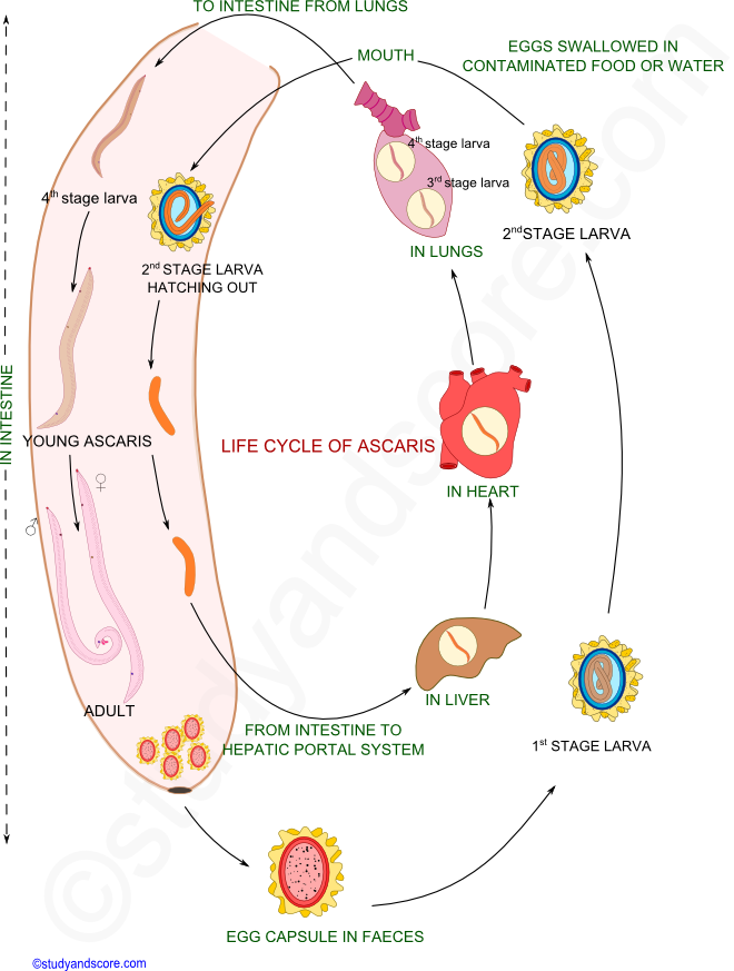 Ascaris Life Cycle In Humans