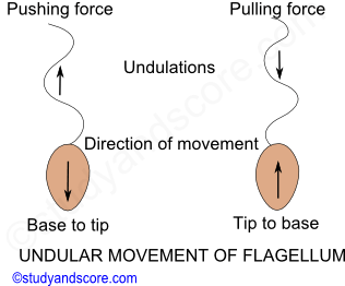 Phylum Protozoa Methods Of Locomotion Amoeboid Metabolic Swimming And Gliding Movement Study Score