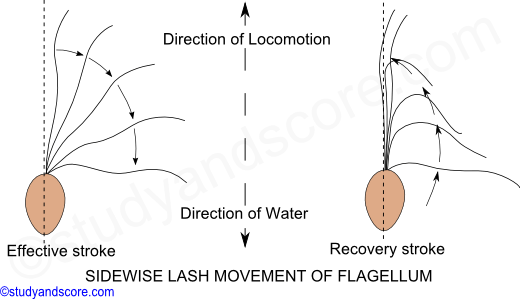 Phylum Protozoa Methods Of Locomotion Amoeboid Metabolic Swimming And Gliding Movement Study Score