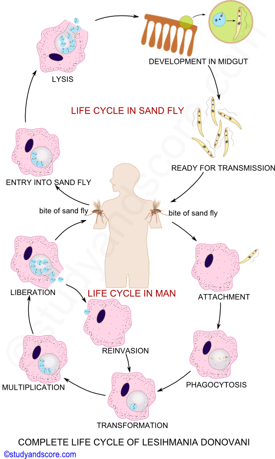 leishmaniasis life cycle diagram