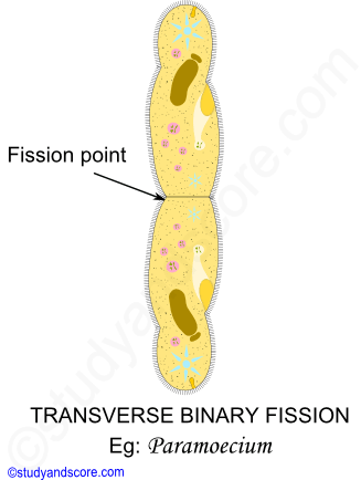 transverse binary fission definition